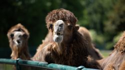 Opel Zoo Kronberg Trampeltier im Zoo mit zotteligem Fell am Zaun