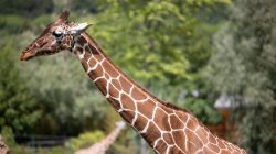 Opel Zoo Kronberg Giraffe im Freien mit unscharfem grünem Hintergrund