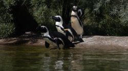 Opel Zoo Kronberg Drei afrikanische Pinguine am Ufer eines Teichs im Zoo
