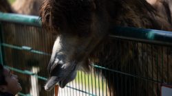 Opel Zoo Kronberg Kind füttert Kamel mit Karotte im Zoo