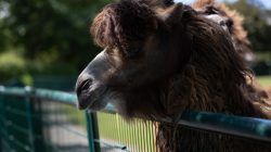 Opel Zoo Kronberg Nahaufnahme eines braunen Kamels mit dunklem Fell am Zaun im Zoo