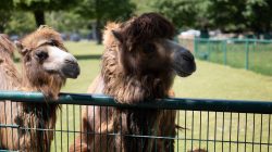 Opel Zoo Kronberg Zwei Kamele hinter einem Zaun im Park stehend
