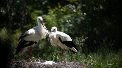 Opel Zoo Kronberg Zwei Störche auf einem Nest in einem grünen Wald