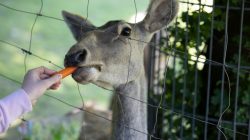 Opel Zoo Kronberg Reh frisst Karotte aus menschlicher Hand durch Zaun