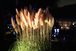 Palmengarten Frankfurt Winterlichter Januar 2022 Beleuchtete Pampasgrasbüschel in einem nächtlichen Garten.