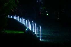Palmengarten Frankfurt Winterlichter Januar 2022 Nächtliche Lichterinstallation mit leuchtenden Pfosten im Wald