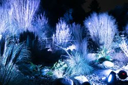 Palmengarten Frankfurt Winterlichter Januar 2022 Gartenlandschaft bei Nacht mit blauen Lichteffekten