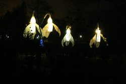 Palmengarten Frankfurt Winterlichter Januar 2022 Leuchtende Schneeglöckchen-Laternen in einem nächtlichen Park