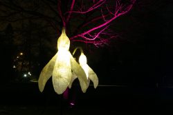 Palmengarten Frankfurt Winterlichter Januar 2022 Leuchtende Blüteninstallationen an einem Baum bei Nacht