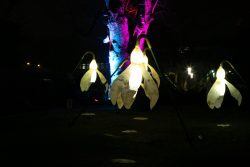 Palmengarten Frankfurt Winterlichter Januar 2022 Leuchtende Schneeglöckchen-Lampen bei Nacht im Garten