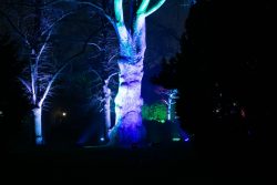 Palmengarten Frankfurt Winterlichter Januar 2022 Beleuchtete Bäume in einem nächtlichen Park mit blauer und grüner Beleuchtung