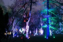 Palmengarten Frankfurt Winterlichter Januar 2022 Bäume im Park bei Nacht mit bunten Lichtern beleuchtet