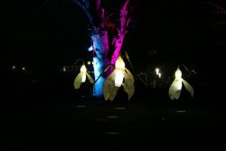 Palmengarten Frankfurt Winterlichter Januar 2022 Beleuchtete Schneeglöckchen-Kunstinstallation in einem nächtlichen Park