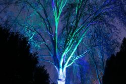 Palmengarten Frankfurt Winterlichter Januar 2022 Baum nachts mit blauen und grünen Lichtern beleuchtet