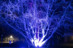 Palmengarten Frankfurt Winterlichter Januar 2022 Baum mit blauen und violetten Lichtern beleuchtet