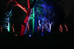 Palmengarten Frankfurt Winterlichter Januar 2022 Bäume in einem Park mit farbigen Lichtern beleuchtet bei Nacht
