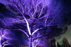 Palmengarten Frankfurt Winterlichter Januar 2022 Baum mit lila Licht beleuchtet bei Nacht
