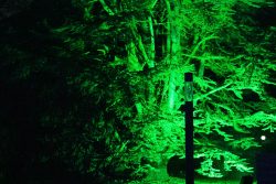 Palmengarten Frankfurt Winterlichter Januar 2022 Grün beleuchteter Baum in der Dunkelheit