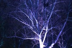 Palmengarten Frankfurt Winterlichter Januar 2022 Baum im nächtlichen Wald mit lila Beleuchtung