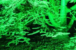 Palmengarten Frankfurt Winterlichter Januar 2022 Baum im leuchtenden Grünlicht bei Nacht im Wald