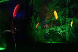 Palmengarten Frankfurt Winterlichter Januar 2022 Leuchtende Pflanzeninstallation im nächtlichen Garten