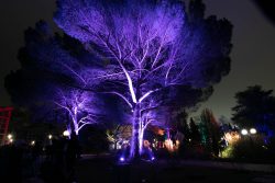 Palmengarten Frankfurt Winterlichter Januar 2022 Lila beleuchteter Baum in einem nächtlichen Garten