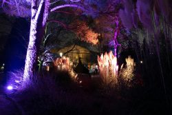 Palmengarten Frankfurt Winterlichter Januar 2022 Nachts beleuchteter botanischer Garten mit lila und orangefarbenen Lichtern