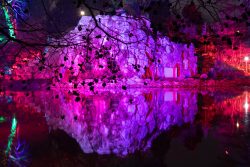 Palmengarten Frankfurt Winterlichter Januar 2022 Beleuchtete Felsformation mit lila Beleuchtung und Spiegelung im Wasser bei Nacht