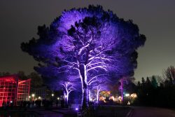 Palmengarten Frankfurt Winterlichter Januar 2022 Baum mit lila Beleuchtung im Nachtgarten