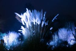 Palmengarten Frankfurt Winterlichter Januar 2022 Leuchtende Gräser in nächtlicher Gartenlandschaft