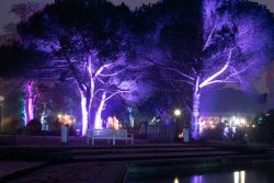 Palmengarten Frankfurt Winterlichter Januar 2022 Beleuchtete Bäume in einem Park bei Nacht mit violetten Lichtern