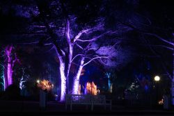 Palmengarten Frankfurt Winterlichter Januar 2022 Nachtaufnahme eines Parks mit violett beleuchteten Bäumen