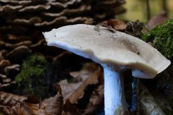Pilzfotografie Makrofotografie November 2024 Nahaufnahme eines weißen Pilzes im Wald mit Herbstlaub