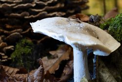 Pilzfotografie Makrofotografie November 2024 Nahaufnahme eines Pilzes im Wald mit brauner Kappe und weißem Stiel