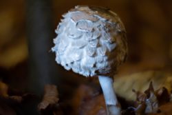 Pilzfotografie Makrofotografie November 2024 Nahaufnahme eines Schirmpilzes im Herbstwald