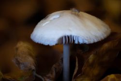 Pilzfotografie Makrofotografie November 2024 Nahaufnahme eines weißen Pilzes mit einem kleinen Käfer obenauf