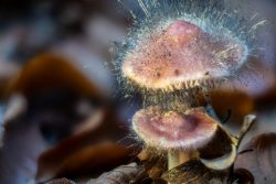 Pilzfotografie Makrofotografie November 2024 Zwei Pilze mit feinen Haaren im Wald im Herbst