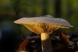 Pilzfotografie Makrofotografie November 2024 Detailaufnahme eines Waldes mit Pilz im Vordergrund