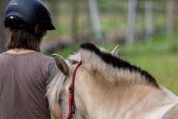 Reitstunde Fotografie Aloys Peter Trenz Person mit Helm neben norwegischem Fjordpferd auf einer Weide
