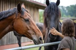 Reitstunde Fotografie Aloys Peter Trenz Frau streichelt schwarze Pferde, braunes Pferd daneben