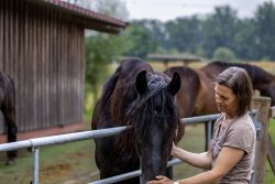 Reitstunde Fotografie Aloys Peter Trenz Frau streichelt schwarzen Hengst auf einer Koppel