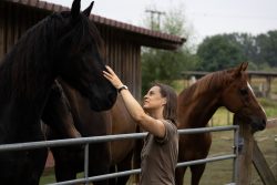 Reitstunde Fotografie Aloys Peter Trenz Frau streichelt schwarzen Hengst neben braunem Pferd auf Bauernhof