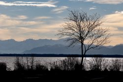 Starnberger See Januar 2023 Fotografie Aloys Peter Trenz Ein einsamer Baum am Ammersee vor einer Kulisse der Alpen im Abendlicht. Starnberger See Januar 2023 Fotografie Aloys Peter Trenz Baum am Ufer des Ammersees mit Alpen im Hintergrund bei Sonnenuntergang