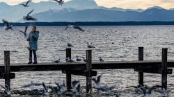 Starnberger See Januar 2023 Fotografie Aloys Peter Trenz Eine Frau genießt den Sonnenuntergang, während sie Möwen auf einem Steg füttert Starnberger See Januar 2023 Fotografie Aloys Peter Trenz Frau füttert Möwen auf einem Steg bei Sonnenuntergang mit Bergkulisse