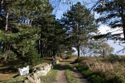 Sylt Fotografie Licht - Bewegung Oktober 2021 Waldweg im Sonnenschein mit Bäumen und einer Steinmauer