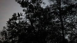 Tier- und Naturfotografie Jacobiweiher Frankfurt Oktober 2022 Silhouetten von Vögeln auf einem Baum bei Sonnenuntergang