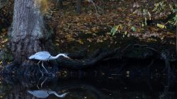 Tier- und Naturfotografie Jacobiweiher Frankfurt Oktober 2022 Graureiher am Ufer eines Waldbachs im Herbst