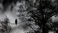 Tier- und Naturfotografie Jacobiweiher Frankfurt Oktober 2022 Vogel-Silhouette auf Ast in einem nebligen Wald