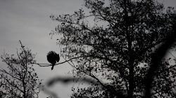 Tier- und Naturfotografie Jacobiweiher Frankfurt Oktober 2022 Vogel mit ausgebreiteten Flügeln sitzt auf Ast, Silhouette bei Sonnenuntergang