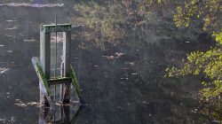 Tier- und Naturfotografie Jacobiweiher Frankfurt Oktober 2022 Moosbedeckte Struktur in einem ruhigen, von Blättern bedeckten Teich